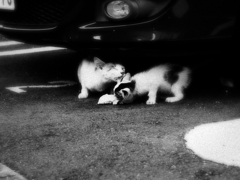 猫撮り散歩535