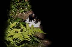 猫撮り散歩1568