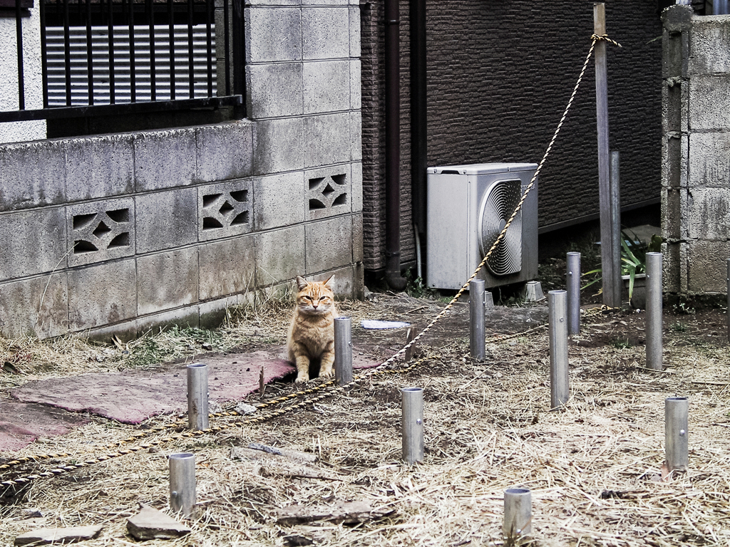 猫撮り散歩1931