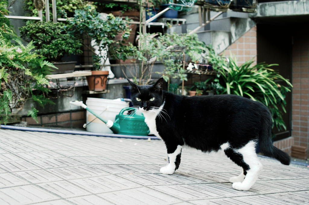 猫撮り散歩1133