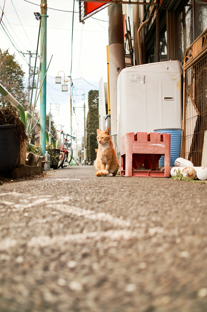 猫撮り散歩427