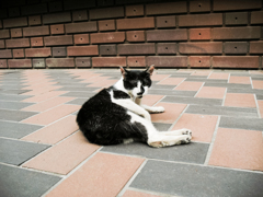 猫撮り散歩2032