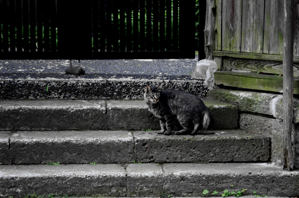 猫撮り散歩36