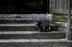猫撮り散歩36