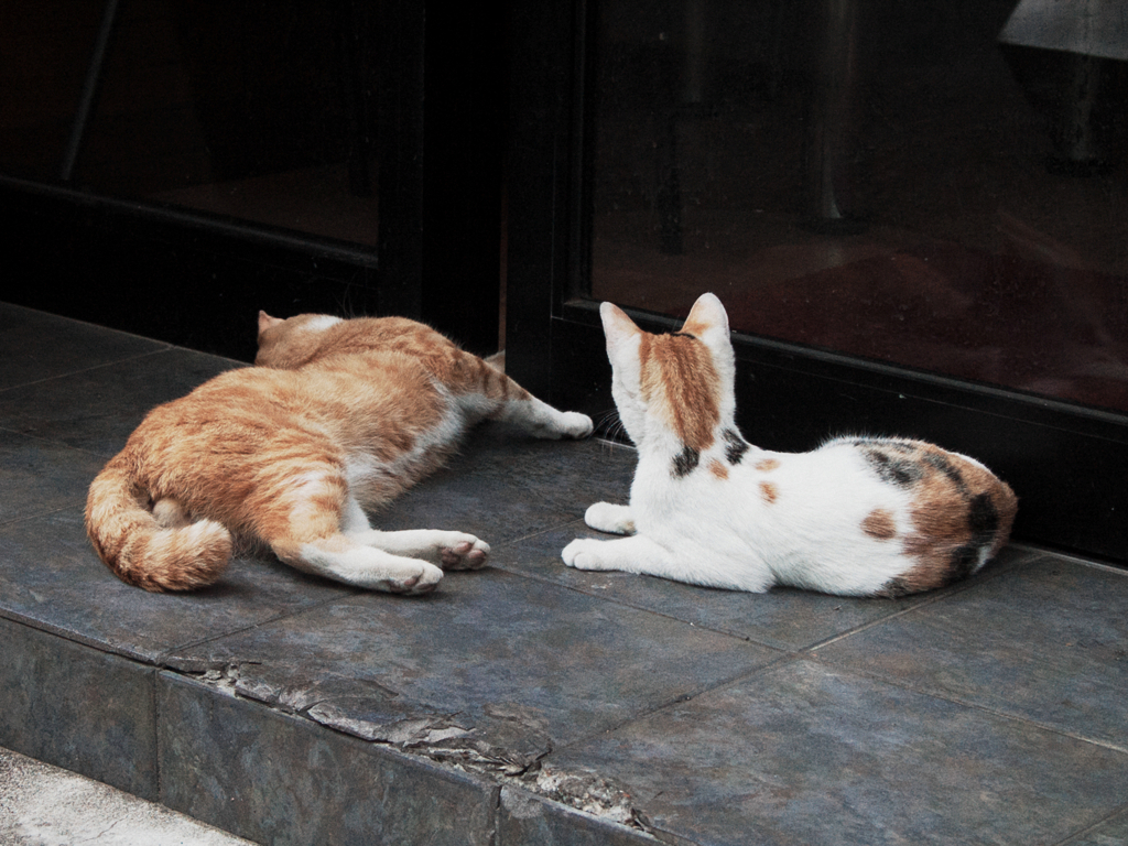 猫撮り散歩887