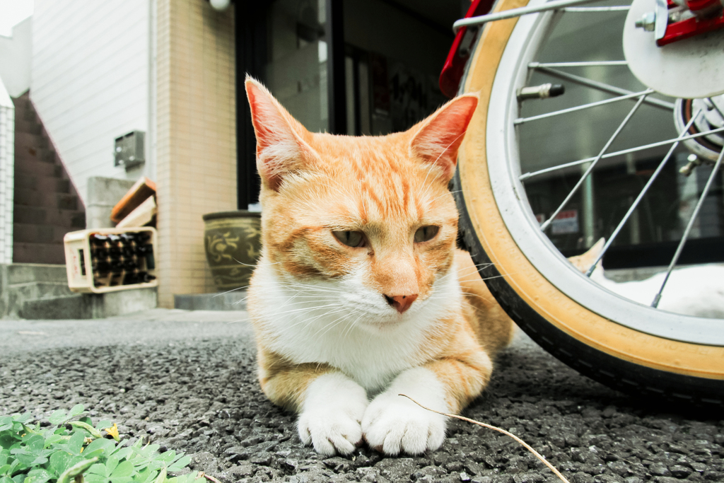 猫撮り散歩2071