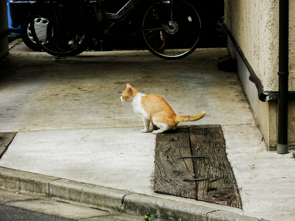 猫撮り散歩1732