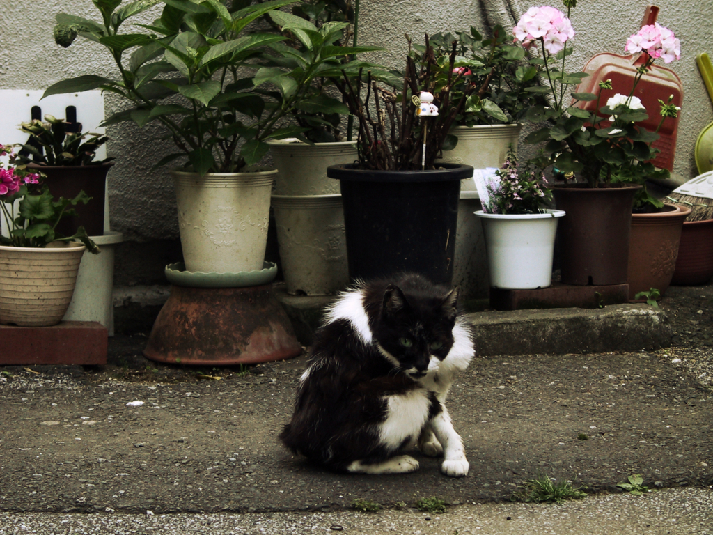 猫撮り散歩35