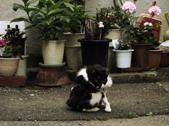 猫撮り散歩35