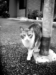 猫撮り散歩38