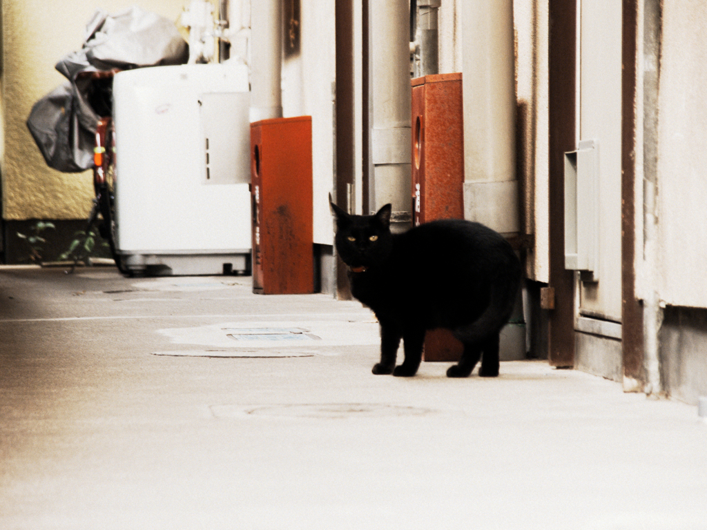 猫撮り散歩730