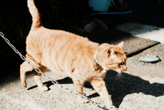 猫撮り散歩1219
