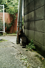 猫撮り散歩812