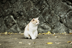 猫撮り散歩1053