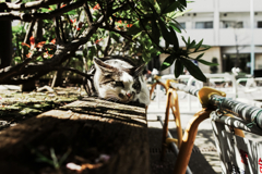 猫撮り散歩1217