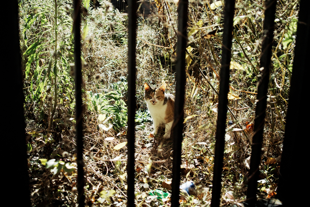 猫撮り散歩1757