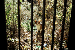 猫撮り散歩1757