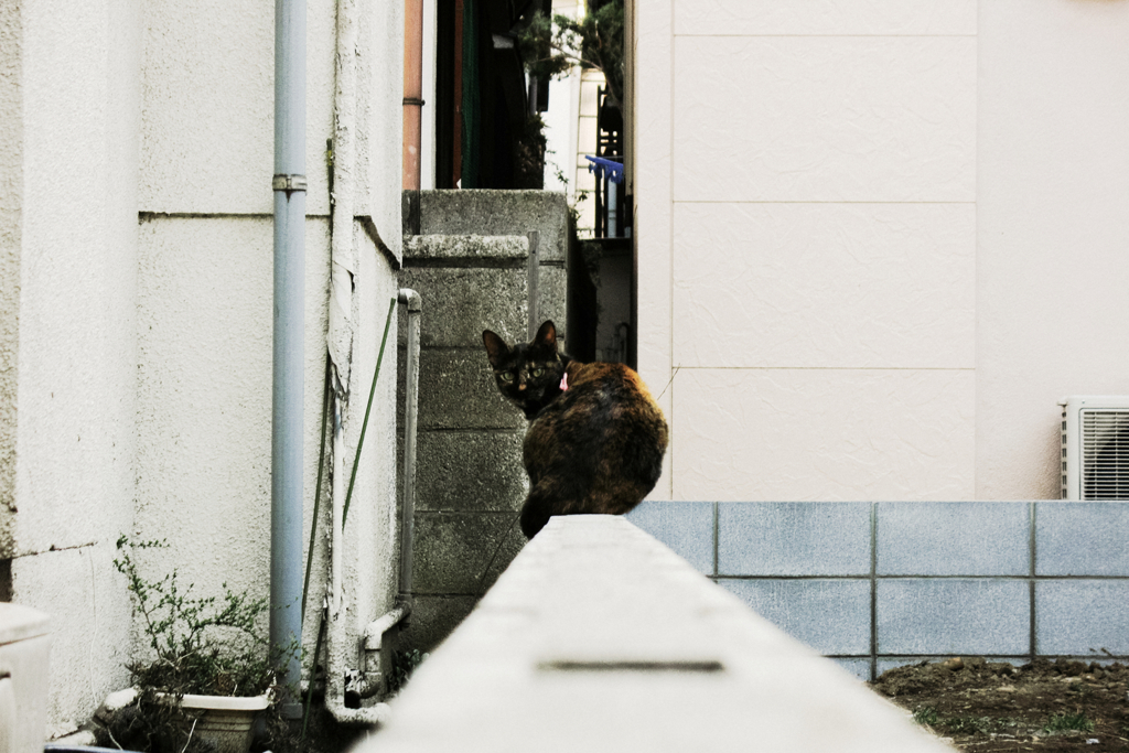猫撮り散歩1318