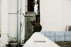 猫撮り散歩1318