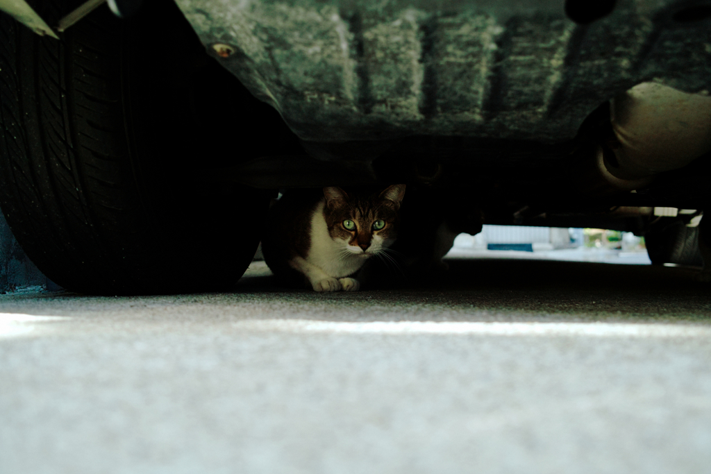 猫撮り散歩1379