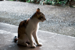 猫撮り散歩1503
