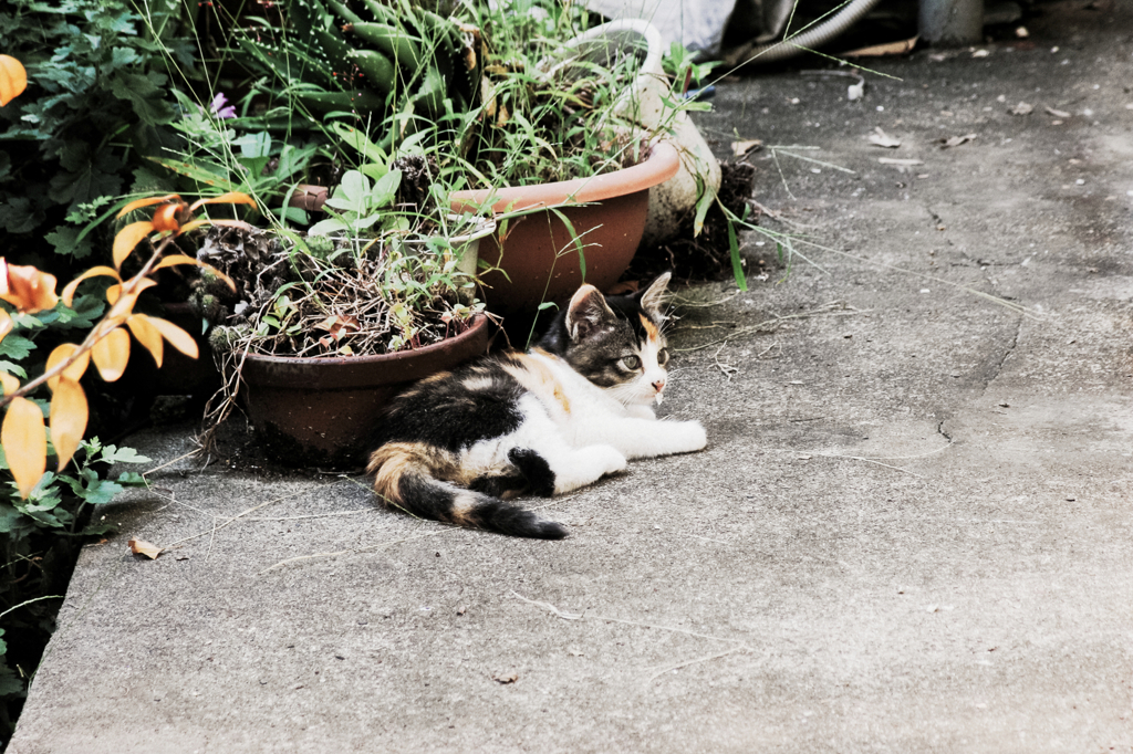猫撮り散歩949