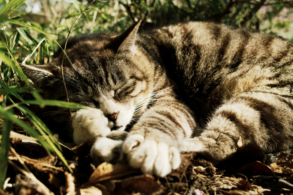 猫撮り散歩1026