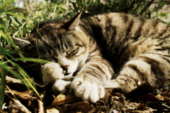 猫撮り散歩1026