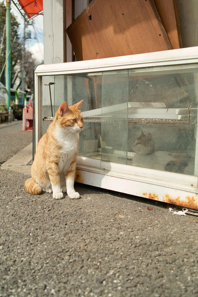 猫撮り散歩314