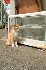 猫撮り散歩314