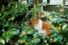 猫撮り散歩1804