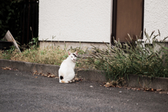 猫撮り散歩1498