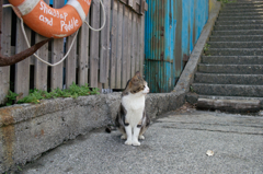 猫撮り散歩120