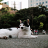 猫撮り散歩2407