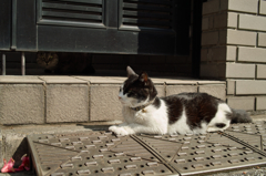 猫撮り散歩376