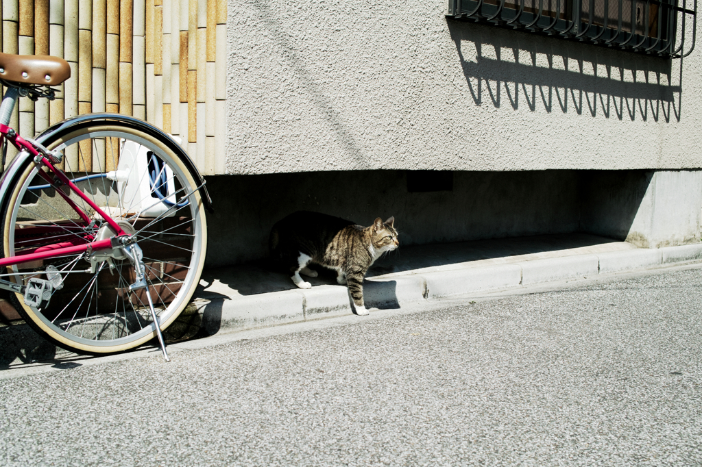 猫撮り散歩966