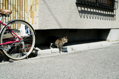 猫撮り散歩966