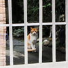 猫撮り散歩2409