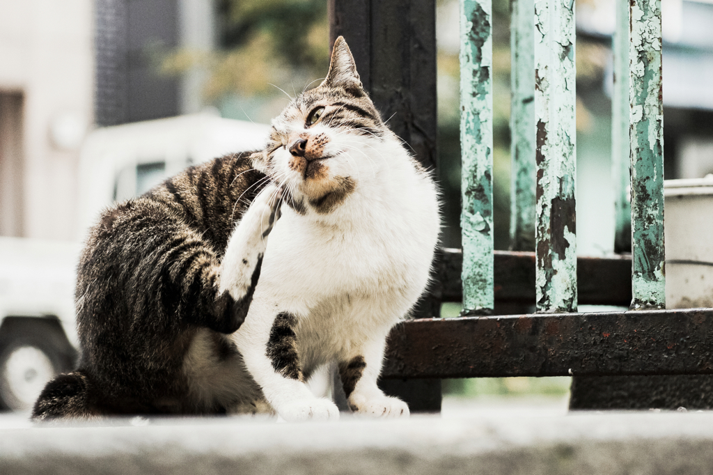 猫撮り散歩1144