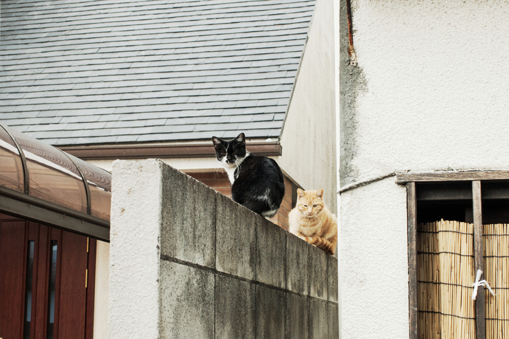 猫撮り散歩1684