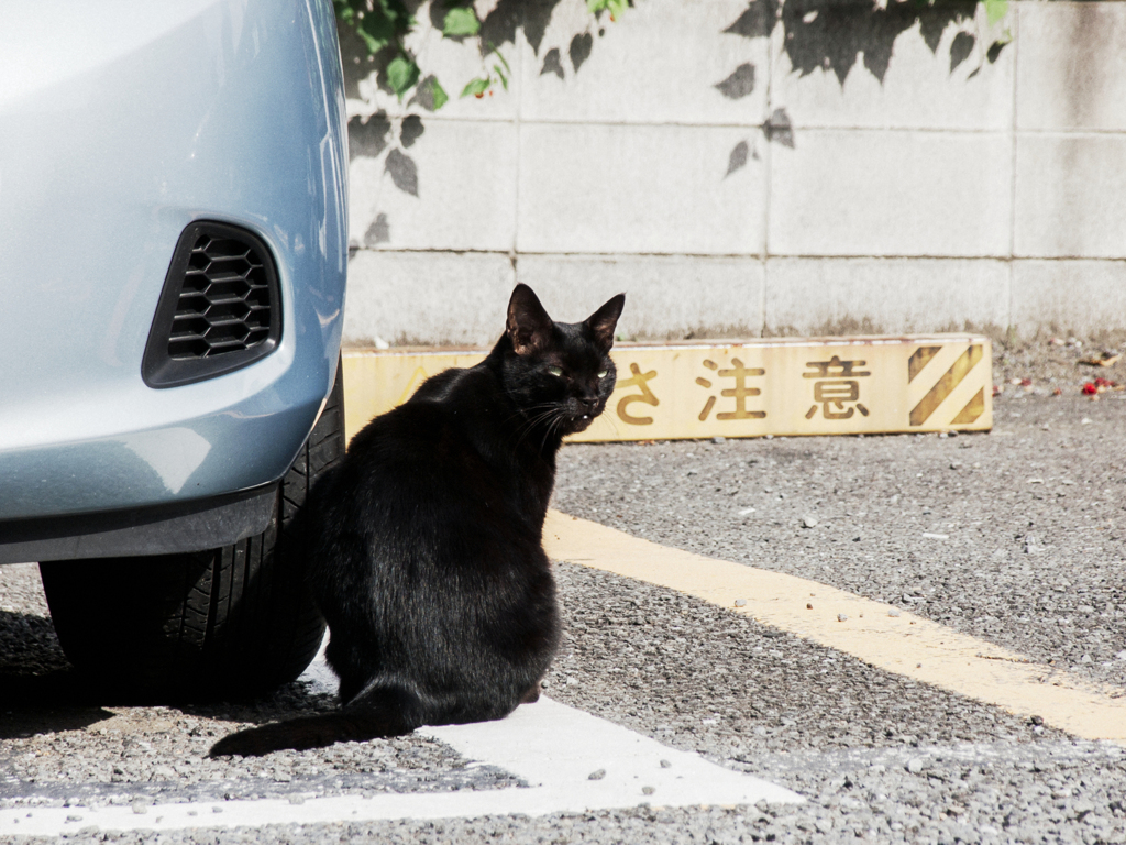 猫撮り散歩2231