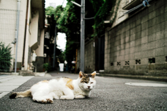 猫撮り散歩1365