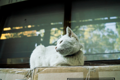 猫撮り散歩1581