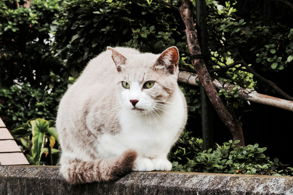 猫撮り散歩1003