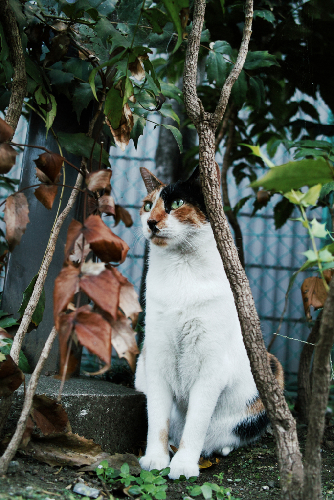 猫撮り散歩1643