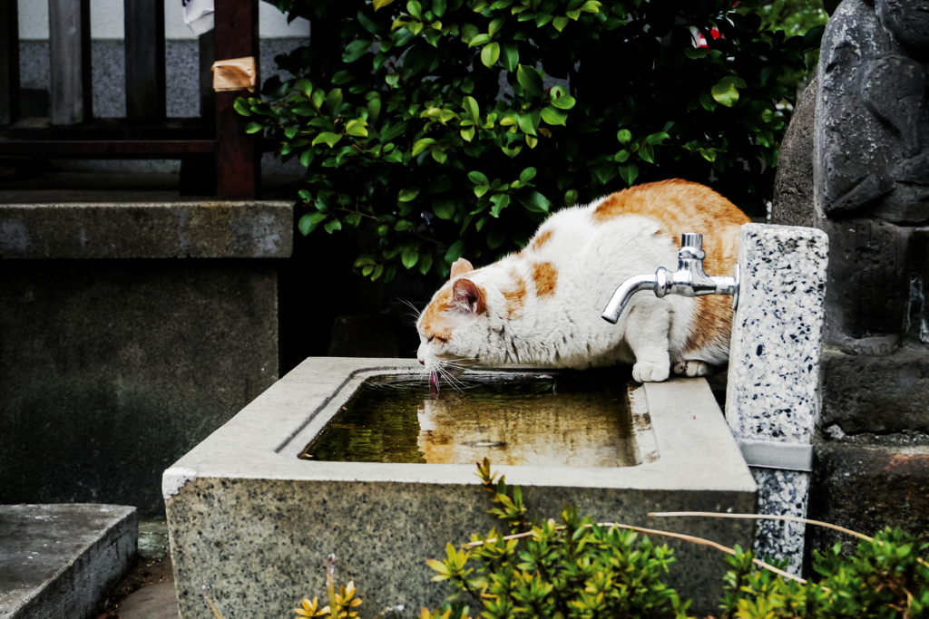 猫撮り散歩2166