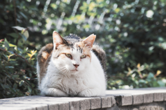 猫撮り散歩383