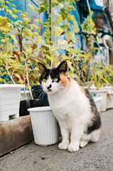 猫撮り散歩524