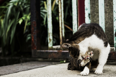 猫撮り散歩1452