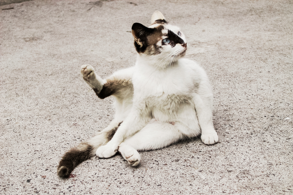 猫撮り散歩1280